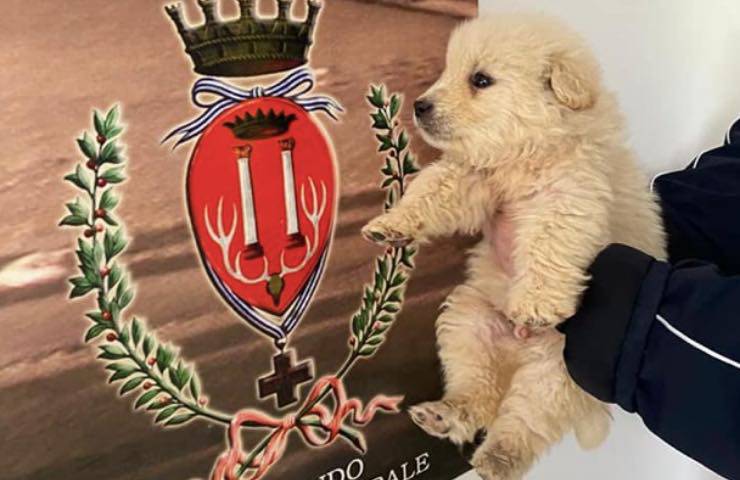 trovato strada comando polizia