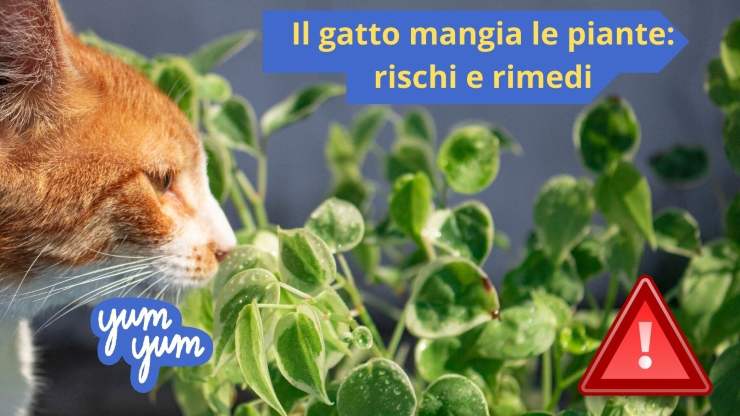 I gatti e le piante