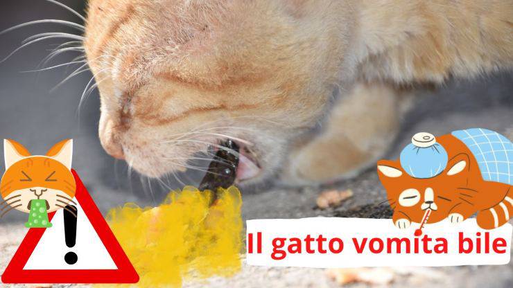 Gatto vomita liquido giallo