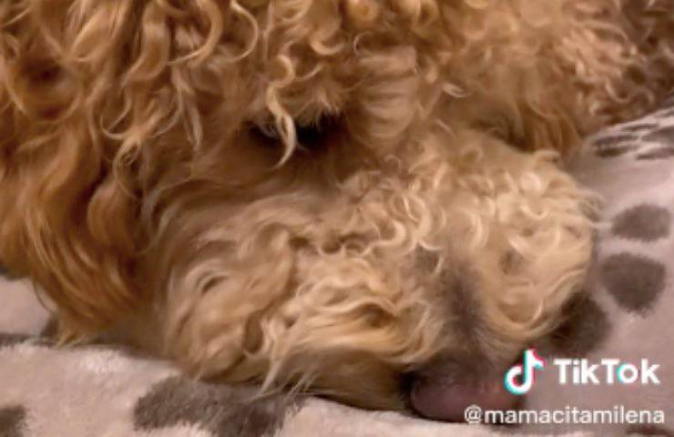 cucciolo cane distrugge barbie
