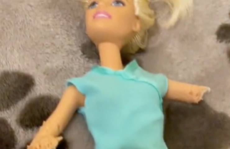 cucciolo cane distrugge barbie