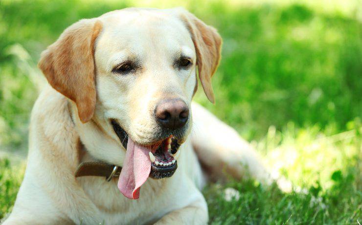 labrador