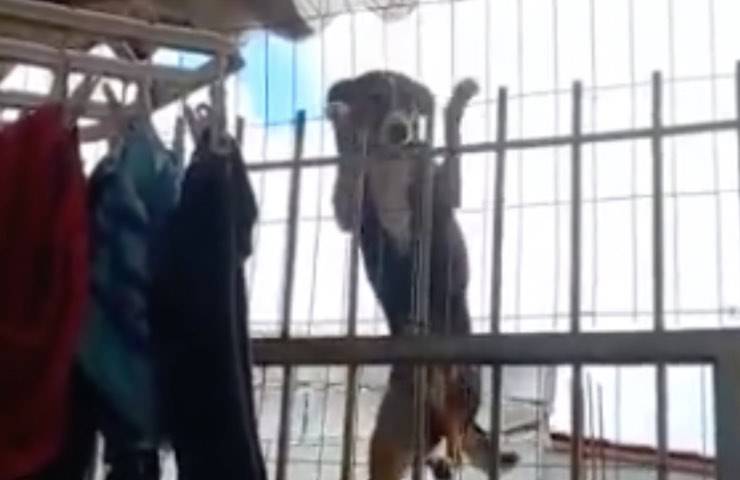 scappare casa senza parole