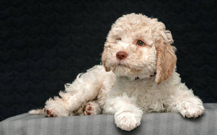 lagotto romagnolo