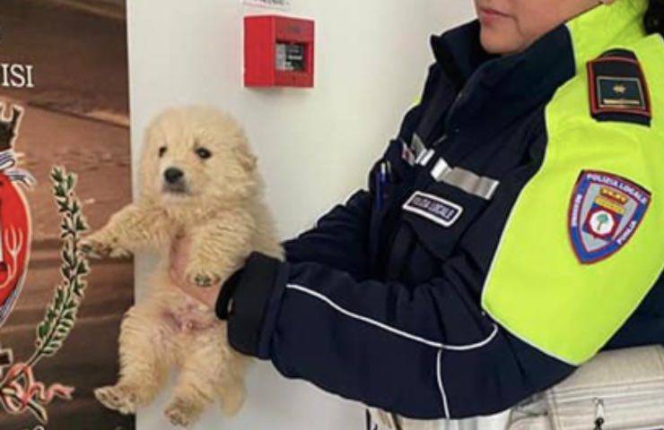 trovato strada comando polizia