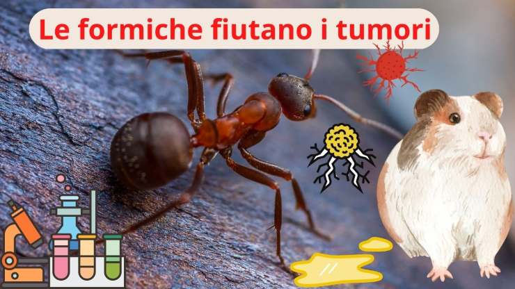Formiche e tumori