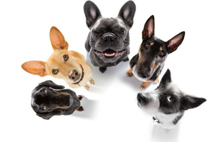 Cani facili da gestire