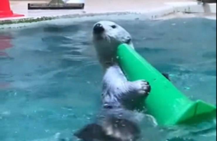 Lontra assistente video critiche