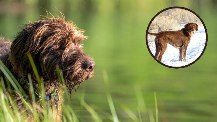 pudelpointer