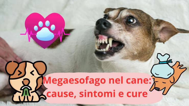 Problemi allo stomaco del cane