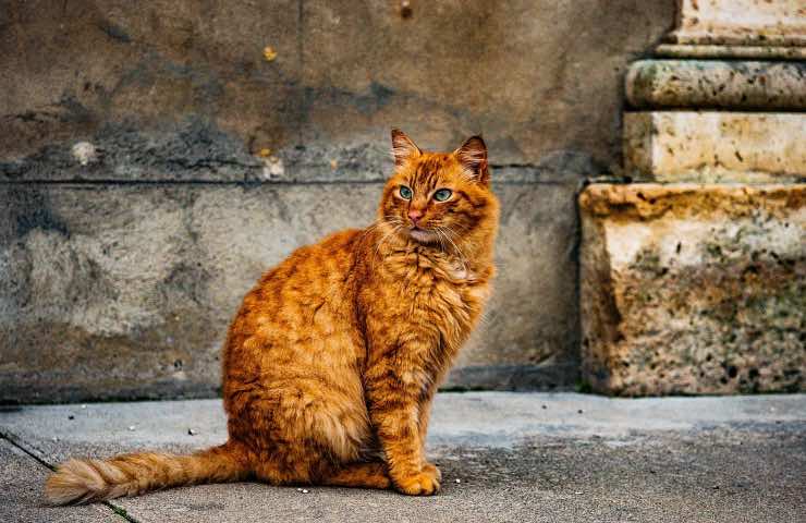 gatto auto crudele abbandono