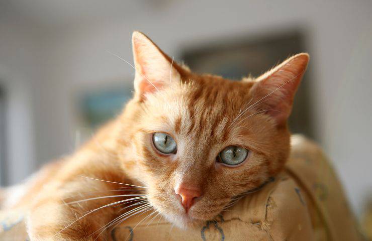 Gatto impaurito
