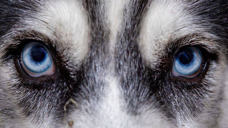 Sguardo cane