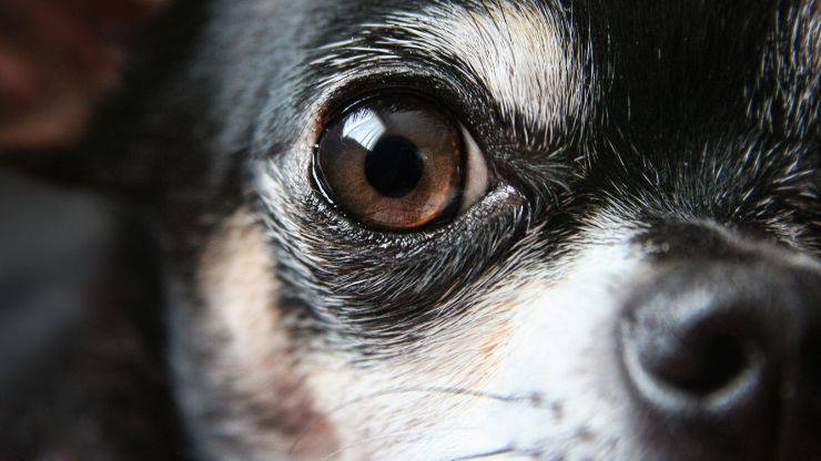 Occhi Fido