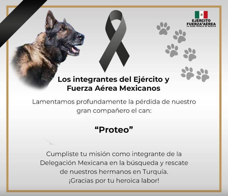 cane muore fatica