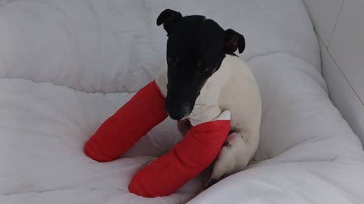 cane salvo per miracolo