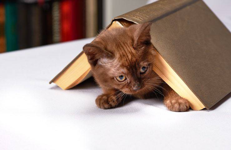allergico gatto vuole separarsene