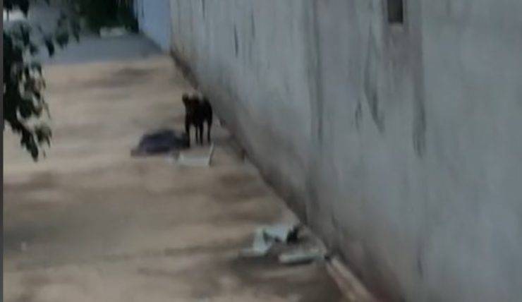 cani si incontrano per strada video