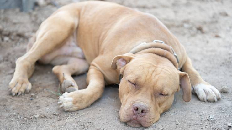 ritrovati pitbull pisa