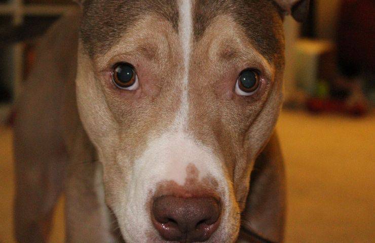 pitbull pisa