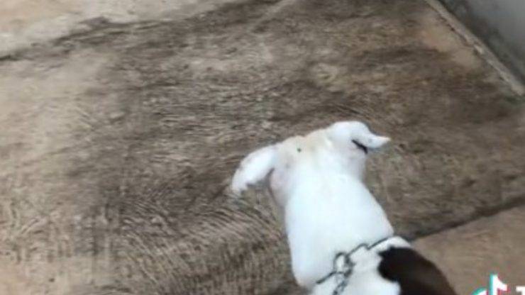 scontro cani video