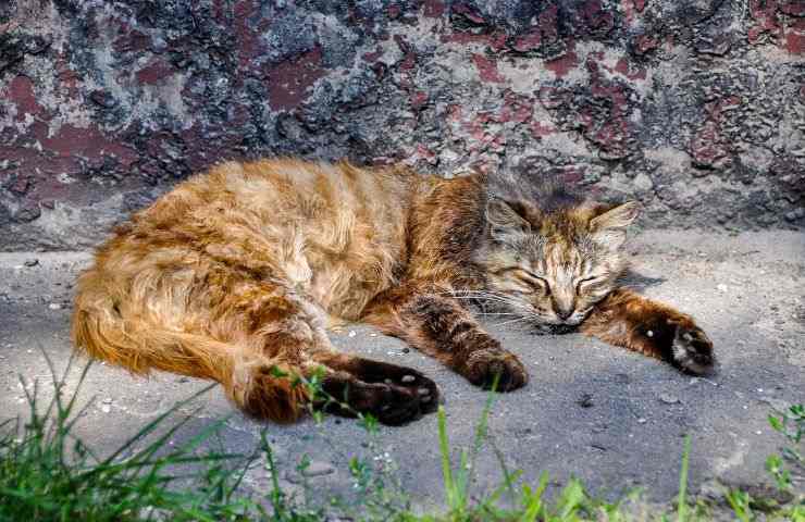 Gatto sta male