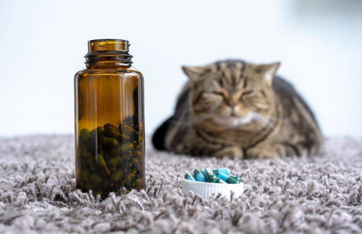 Gatto e farmaci