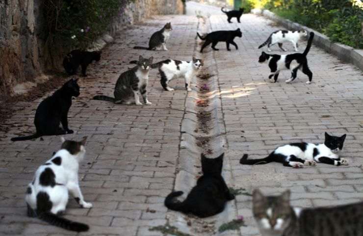 Gatti randagi