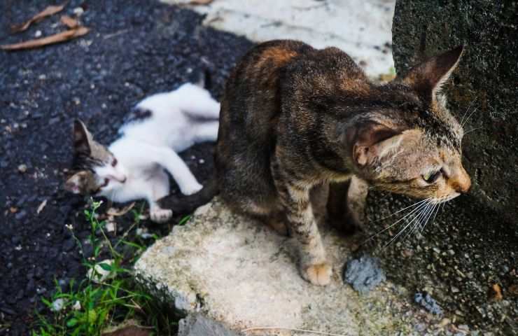Convivenza tra gatti