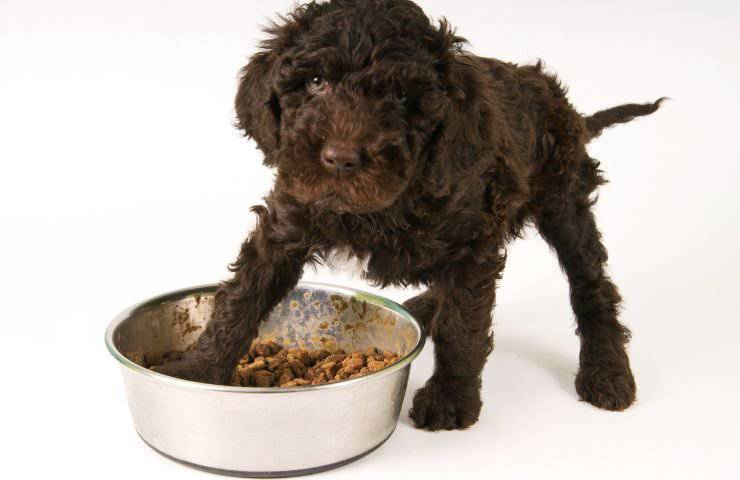 cane non riesce a mangiare