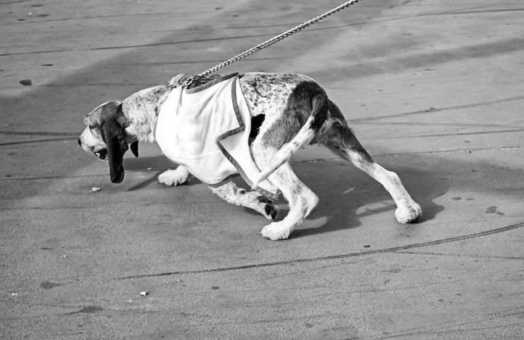 Cane al guinzaglio
