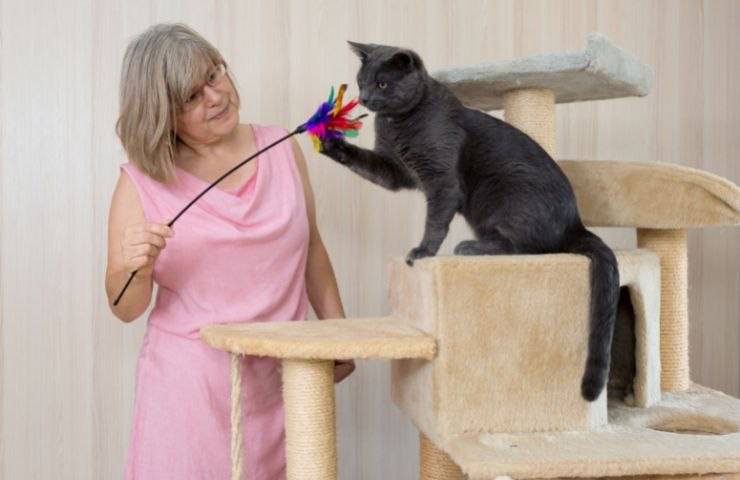 Gatto gioca con la padrona
