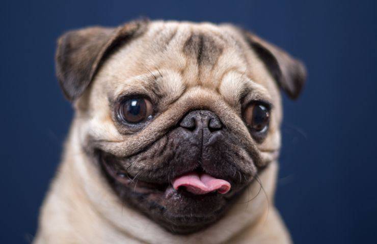 Carlino
