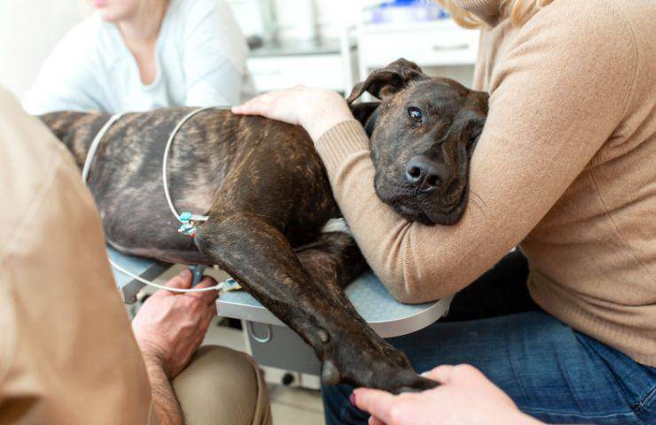 Cane con problemi gastrici