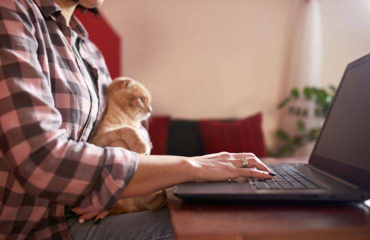 Gatto al pc