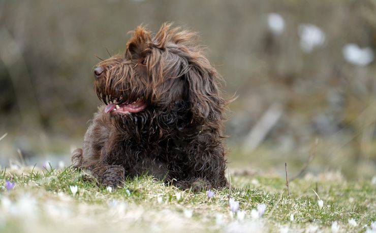 pudelpointer