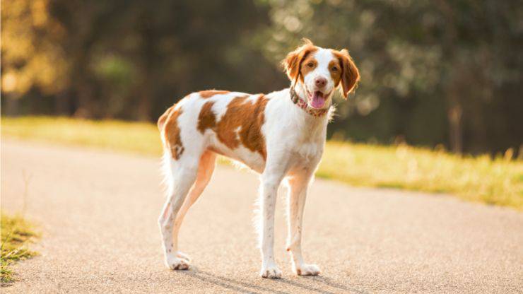 Cane occhi ambra
