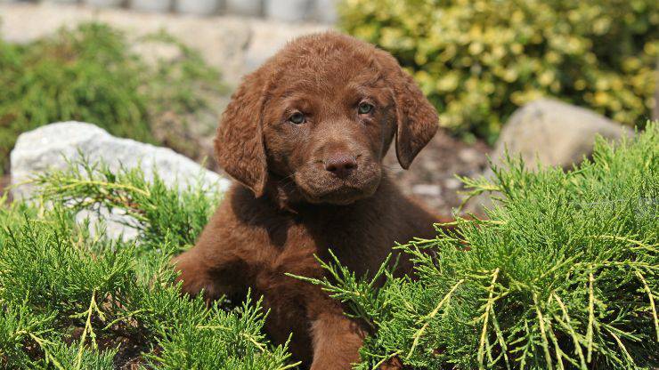 Cucciolo di cane