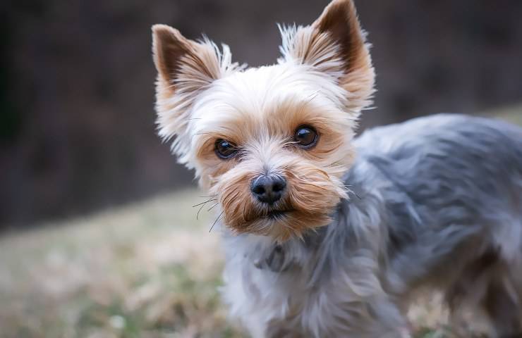 Ritrovamento trenta cani Terrier