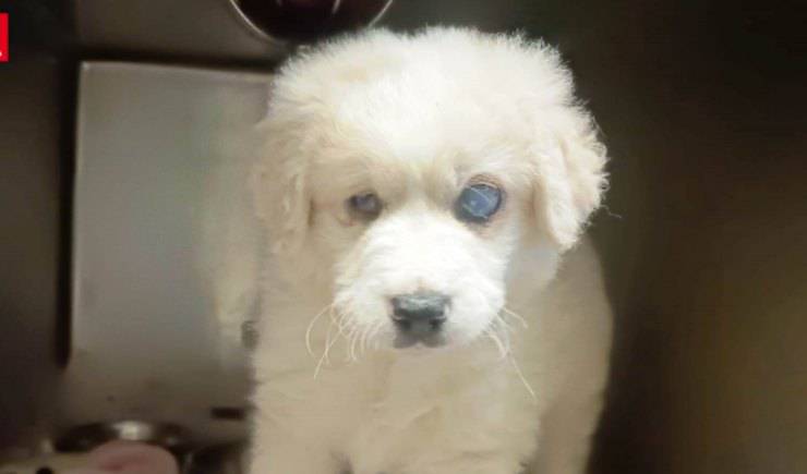 cane cieco cerca casa