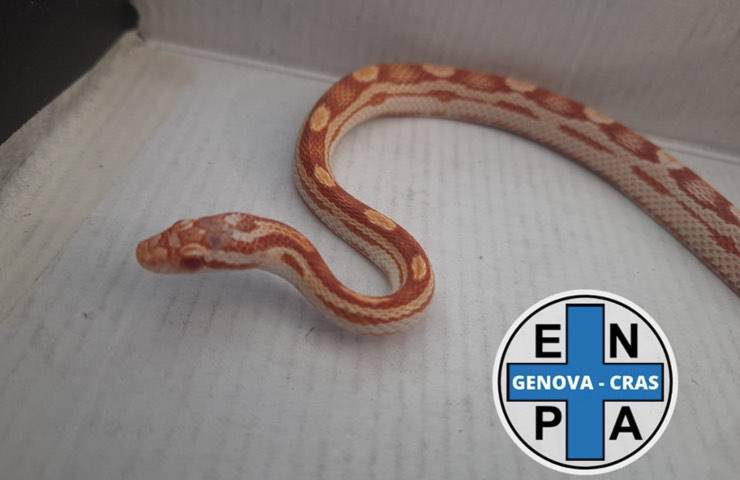 serpente fuggito striscia quartiere