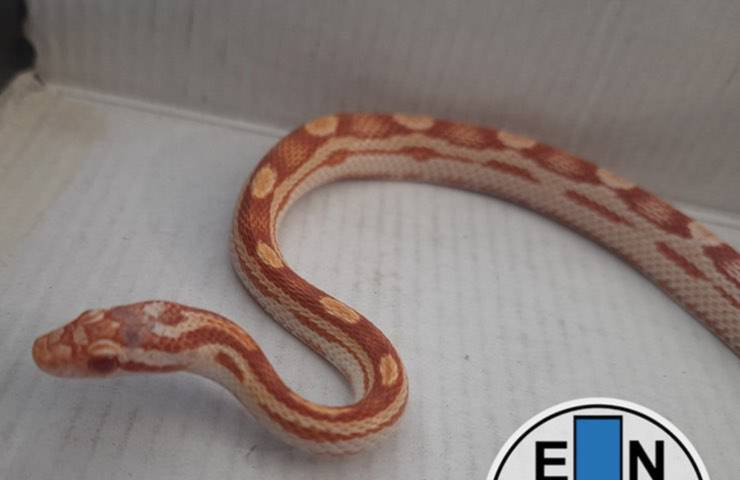 serpente fuggito striscia quartiere