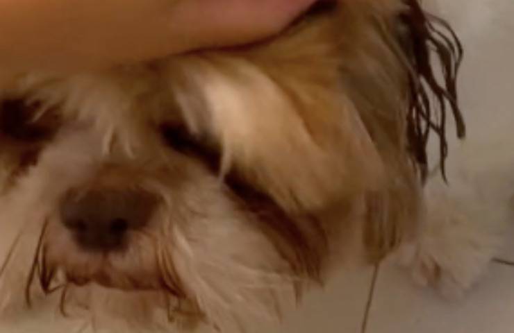 cane orecchio bagnato scopre