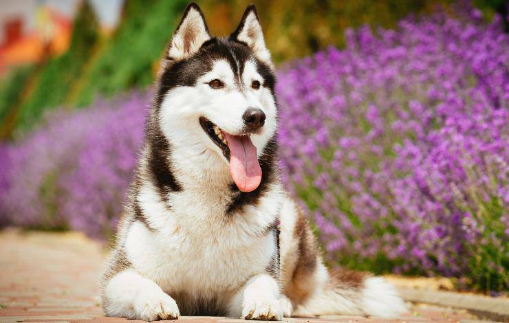 husky