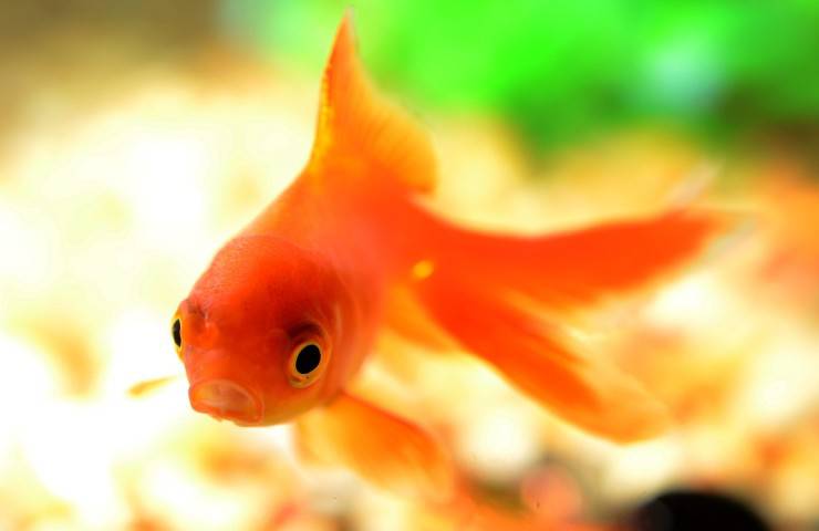 Tassa extra pesce rosso