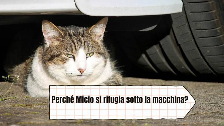 Il gatto si rifugia sotto la macchina