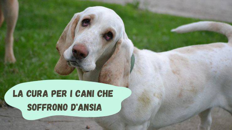 Anche i cani soffrono d'ansia Anche i cani soffrono d'ansia