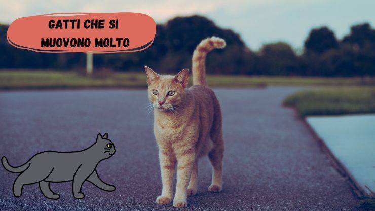 Gatti che si muovono molto Gatti che si muovono molto