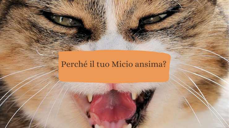 Il gatto ansima Il gatto ansima