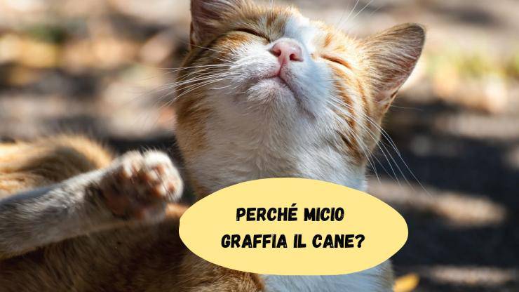 Il gatto graffia il cane Il gatto graffia il cane